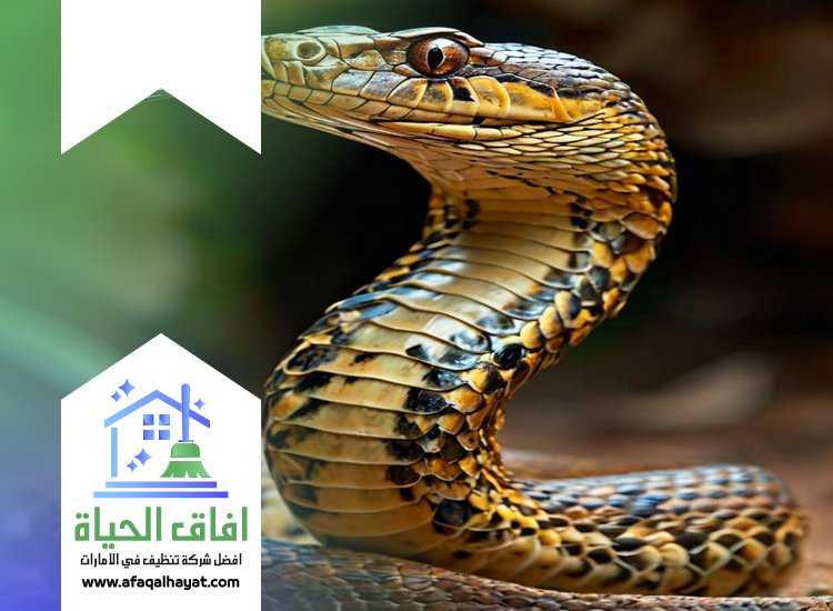 شركة مكافحة الثعابين في راس الخيمة