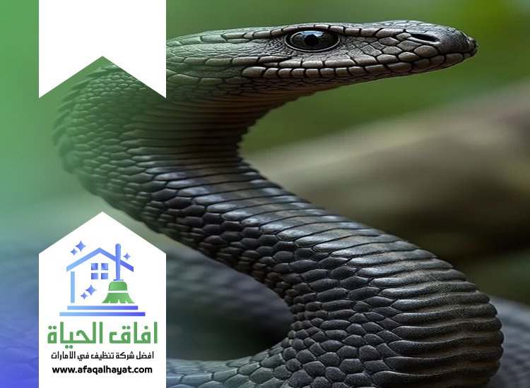 شركة مكافحة الثعابين في راس الخيمة