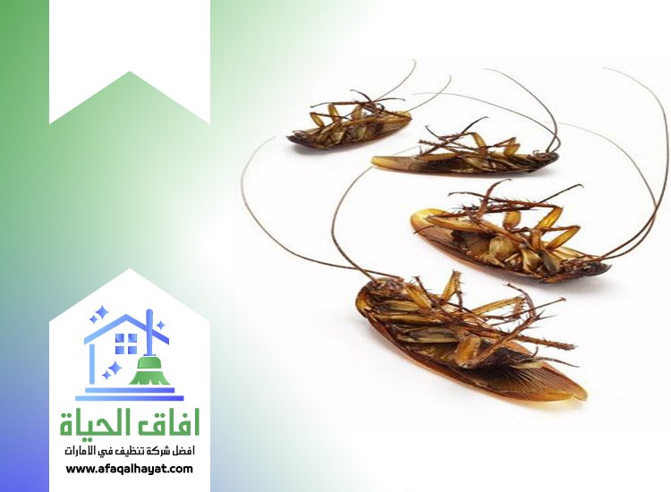 شركة مكافحة صراصير في راس الخيمة