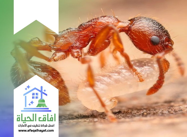 شركة مكافحة الرمة في ام القيوين