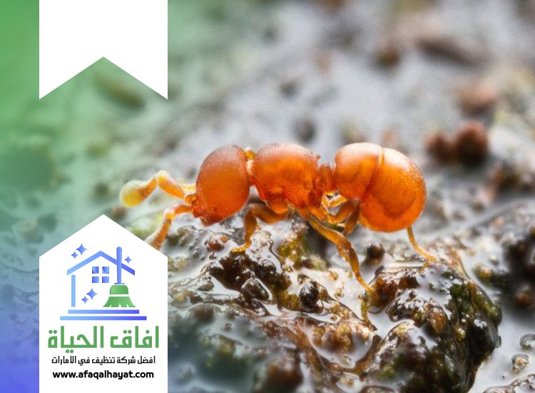 شركة مكافحة الرمة في ام القيوين