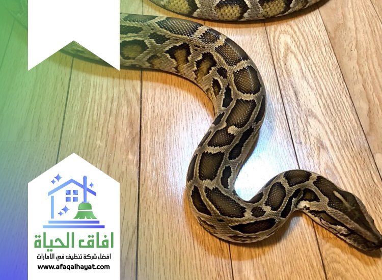 شركة مكافحة الثعابين في عجمان