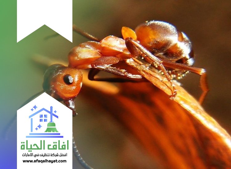 شركة مكافحة الرمة في ام القيوين