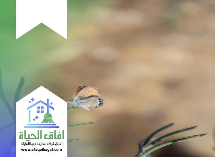 شركة مكافحة العتة في دبي