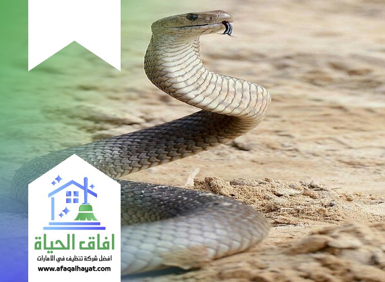 شركة مكافحة الثعابين في عجمان