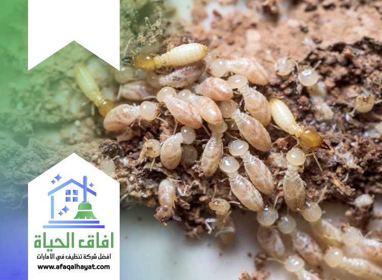 شركة مكافحة النمل في راس الخيمة