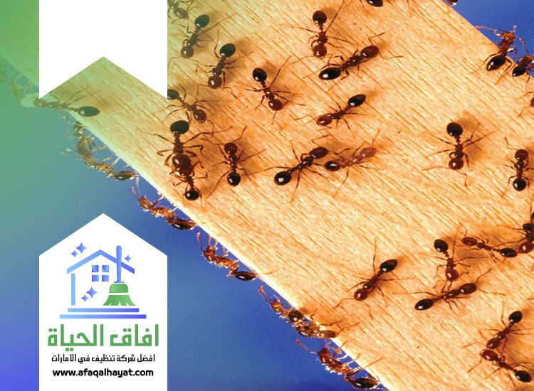 شركة مكافحة النمل في راس الخيمة