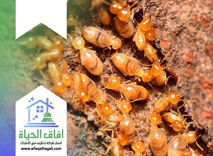 شركة مكافحة النمل في راس الخيمة