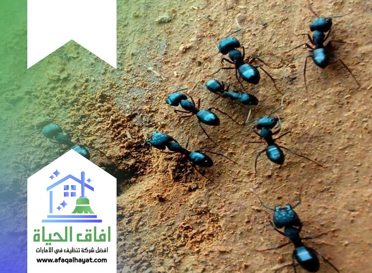 شركة مكافحة النمل في ام القيوين