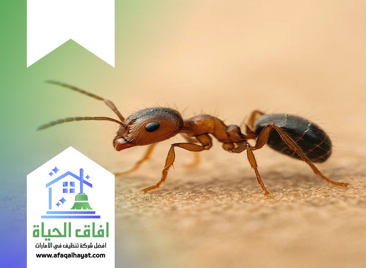 شركة مكافحة النمل في ام القيوين