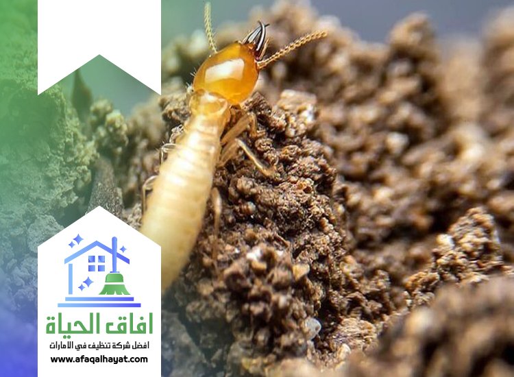 شركة مكافحة النمل في عجمان