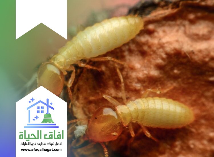 شركة مكافحة النمل في عجمان