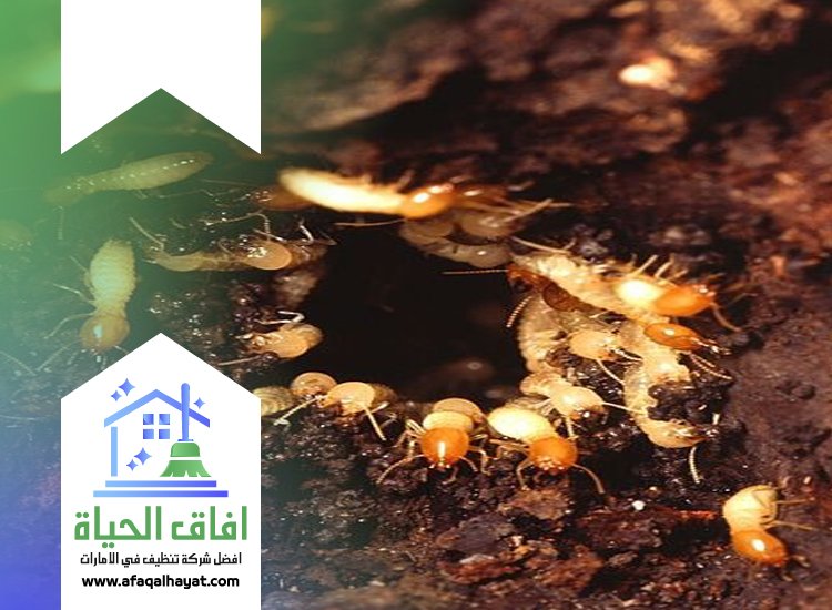 شركة مكافحة النمل في الشارقة