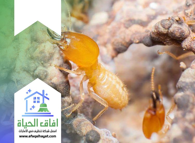 شركة مكافحة النمل في الشارقة