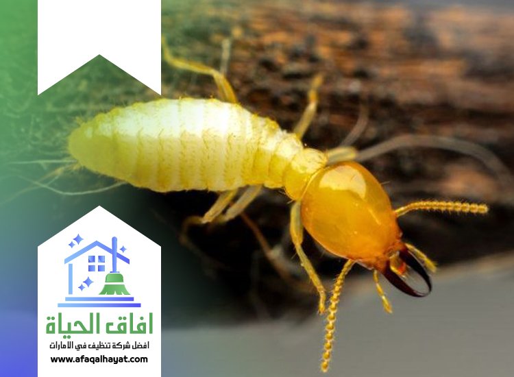 شركة مكافحة النمل في الشارقة