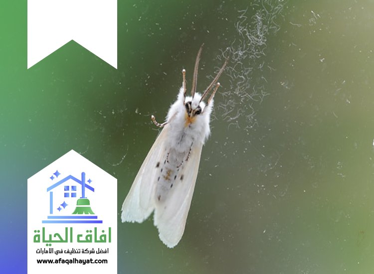 شركة مكافحة العتة في دبي