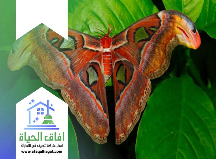 شركة مكافحة العتة في دبي