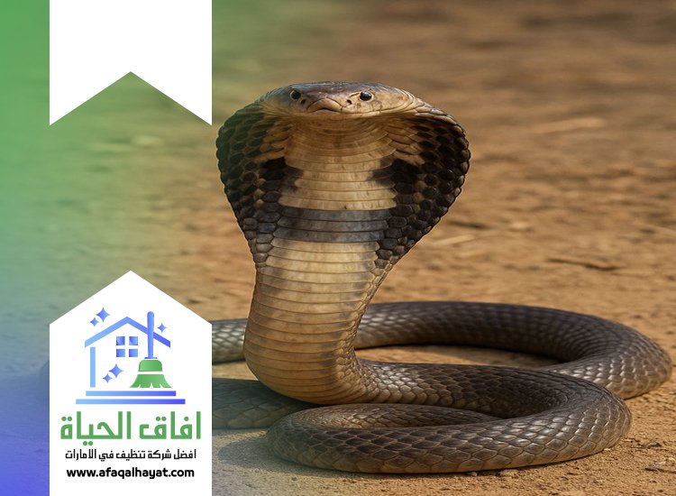 شركة مكافحة الثعابين في الشارقة