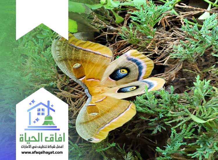 شركة مكافحة العتة في دبي