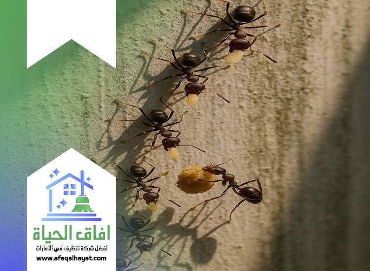 شركة مكافحة النمل في الفجيرة