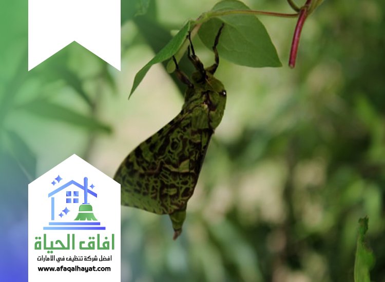 شركة مكافحة العتة في ام القيوين