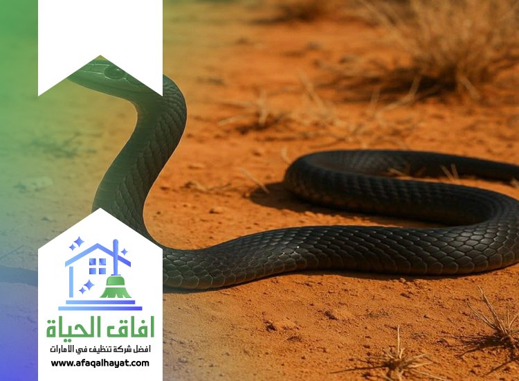 شركة مكافحة الثعابين في الشارقة