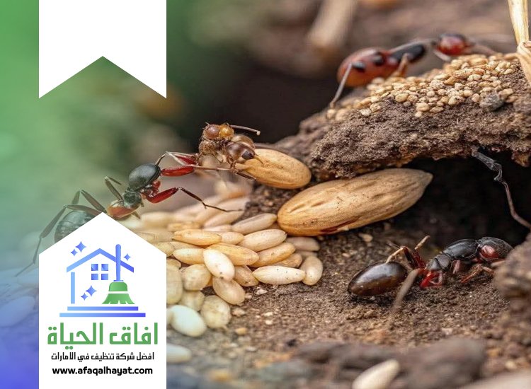 شركة مكافحة النمل في الفجيرة