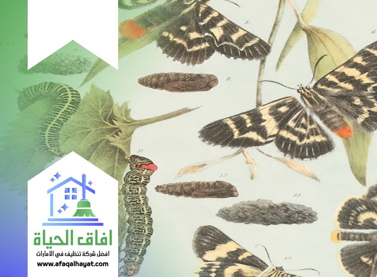 شركة مكافحة العتة في ام القيوين