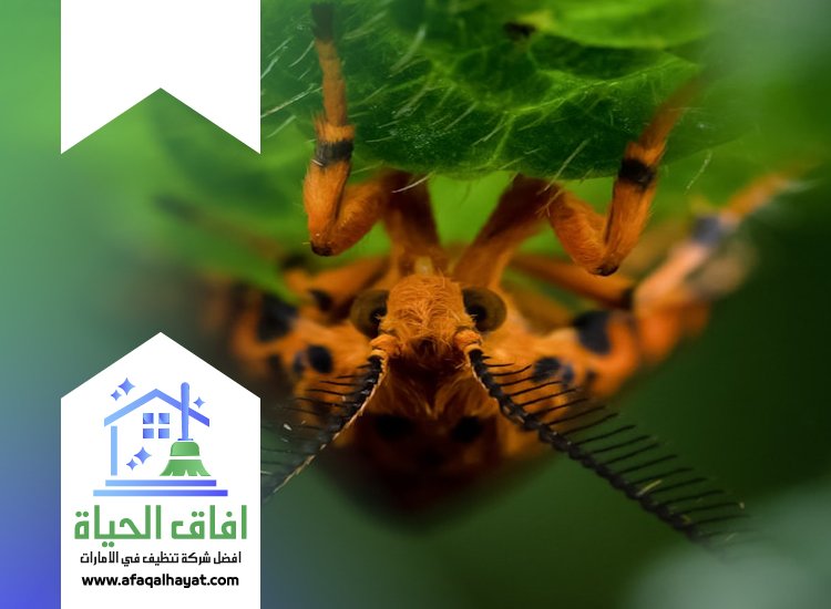 شركة مكافحة العتة في الشارقة