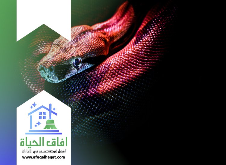شركة مكافحة الثعابين في دبي