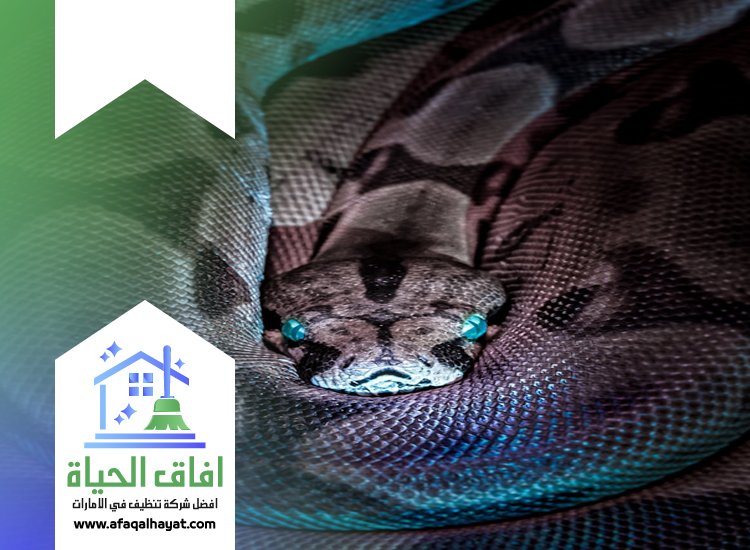 شركة مكافحة الثعابين في دبي