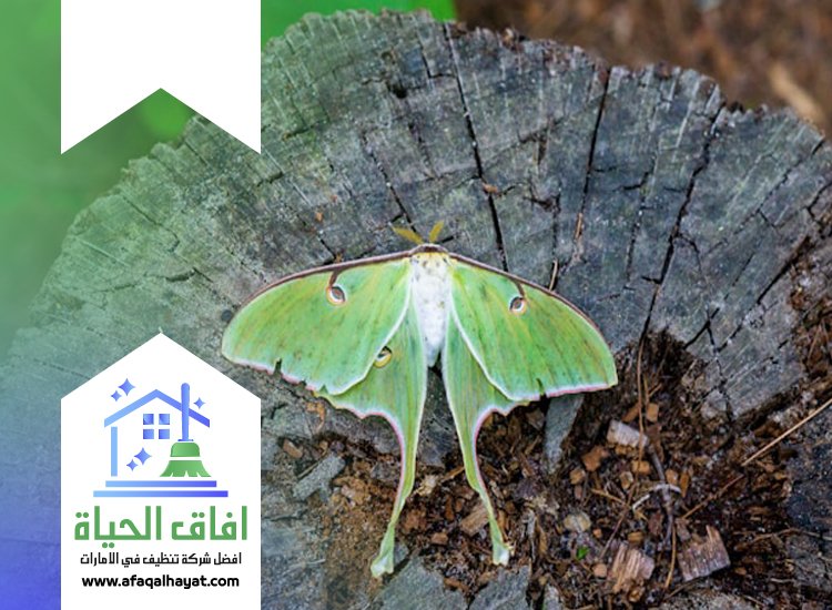 شركة مكافحة العتة في الشارقة