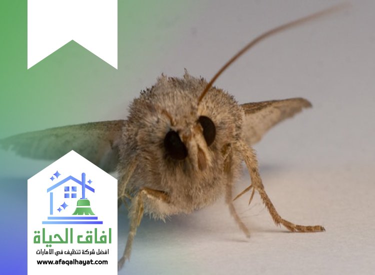 شركة مكافحة العتة في ام القيوين