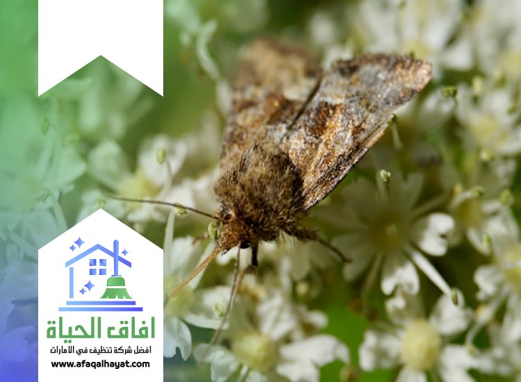 شركة مكافحة العتة في ام القيوين