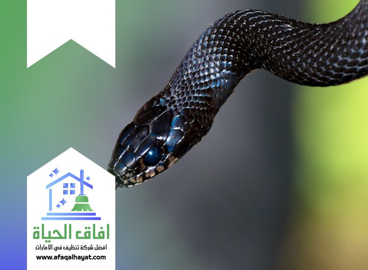شركة مكافحة الثعابين في دبي