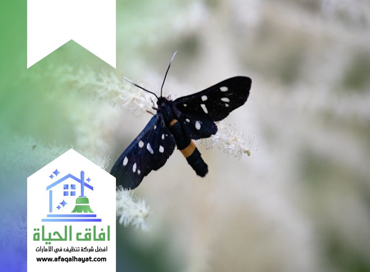 شركة مكافحة العتة في ام القيوين