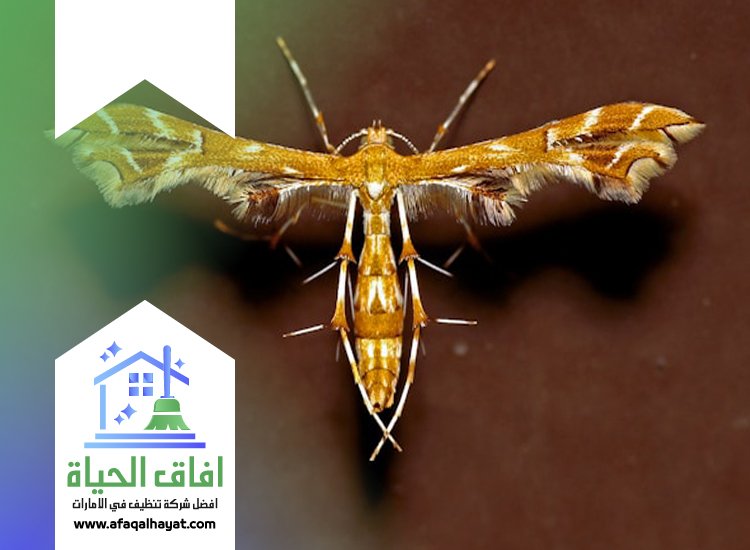 شركة مكافحة العتة في الشارقة