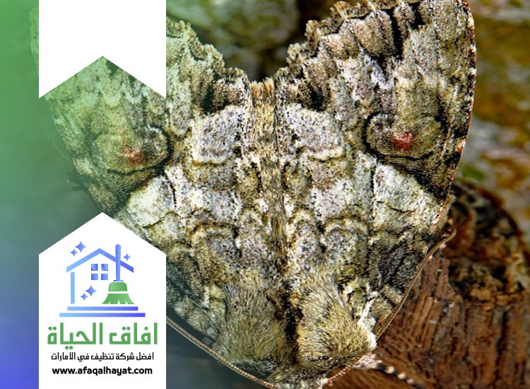 شركة مكافحة العتة في عجمان