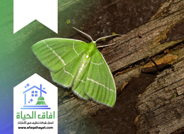 شركة مكافحة العتة في عجمان