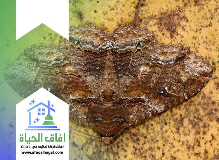 شركة مكافحة العتة في عجمان