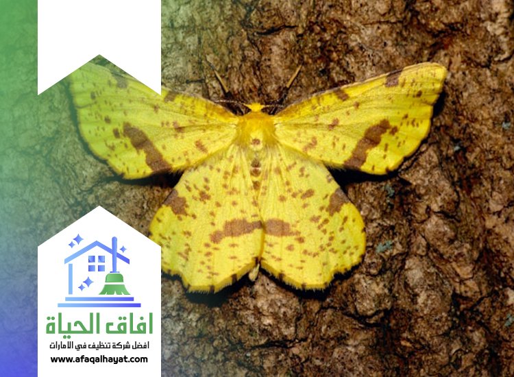 شركة مكافحة العتة في عجمان