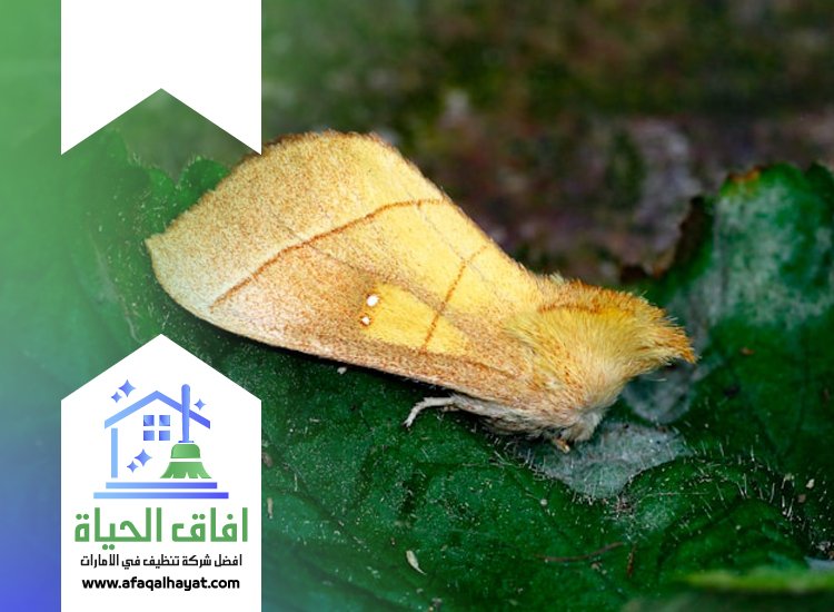 شركة مكافحة العتة في راس الخيمة