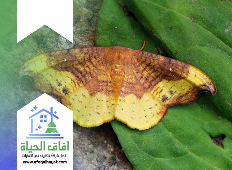 شركة مكافحة العتة في راس الخيمة