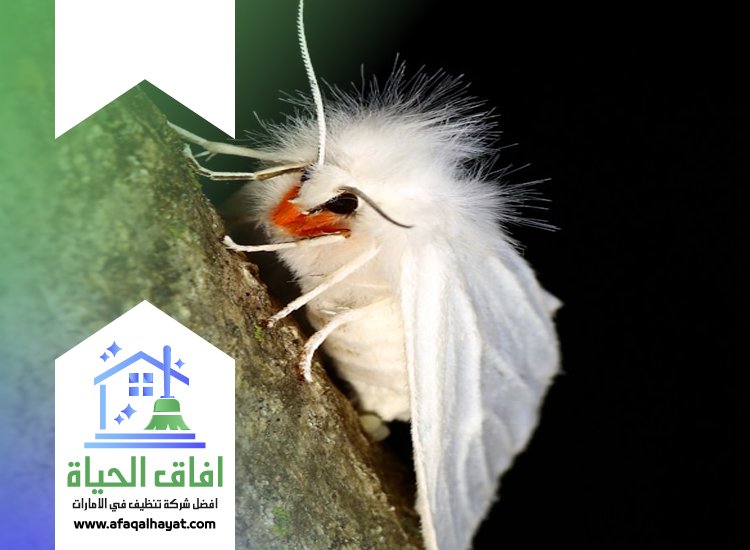 شركة مكافحة العتة في راس الخيمة