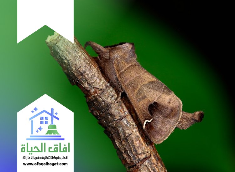 شركة مكافحة العتة في الفجيرة