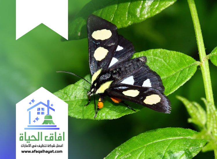 شركة مكافحة العتة في الفجيرة