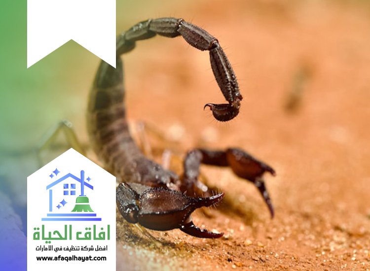 شركة مكافحة العقارب في راس الخيمة