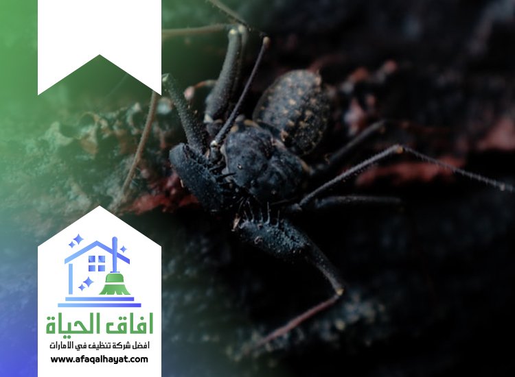 شركة مكافحة العقارب في راس الخيمة