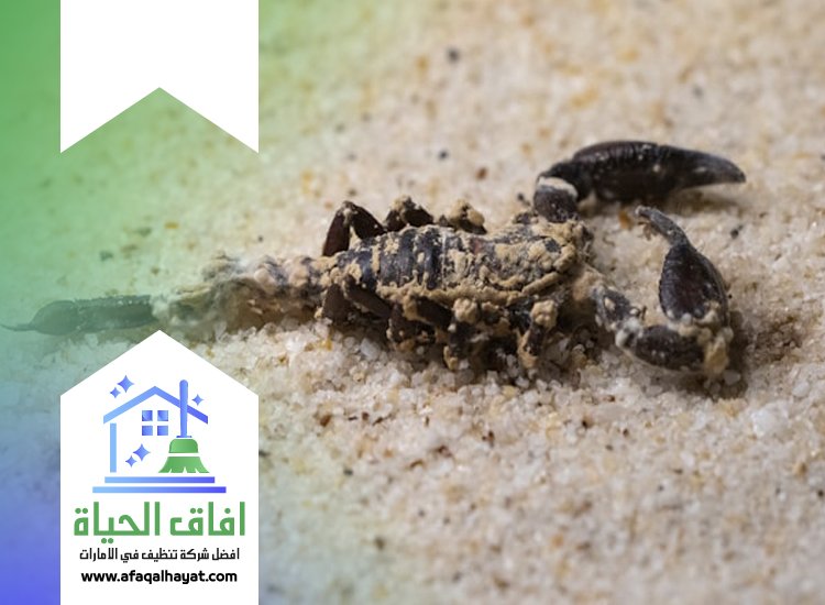 شركة مكافحة العقارب في راس الخيمة