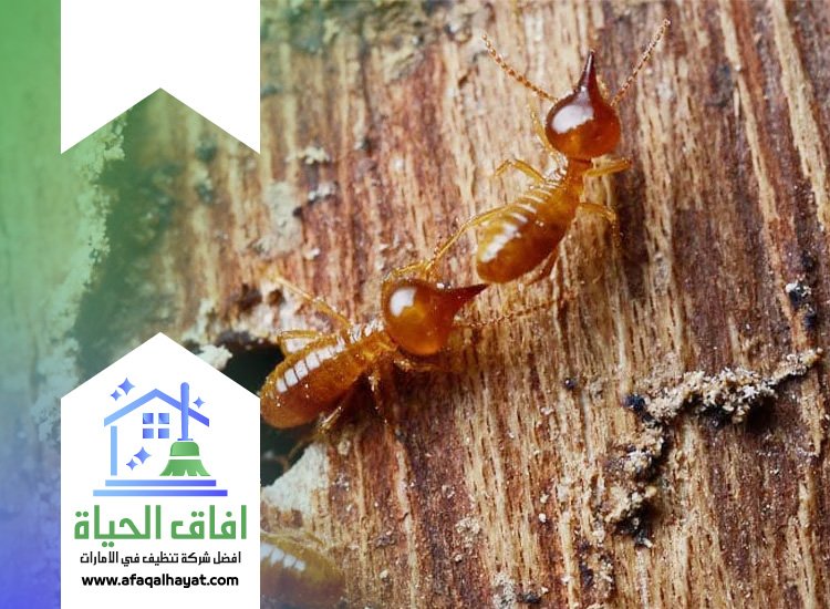 شركة مكافحة العتة في ام القيوين